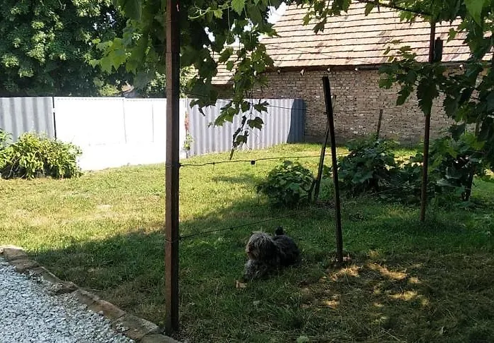 Dancz * Dég